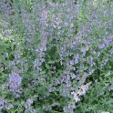 Nepeta x faasenii